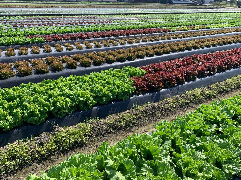 農家の一日 お野菜の水やり編 野口ファーム