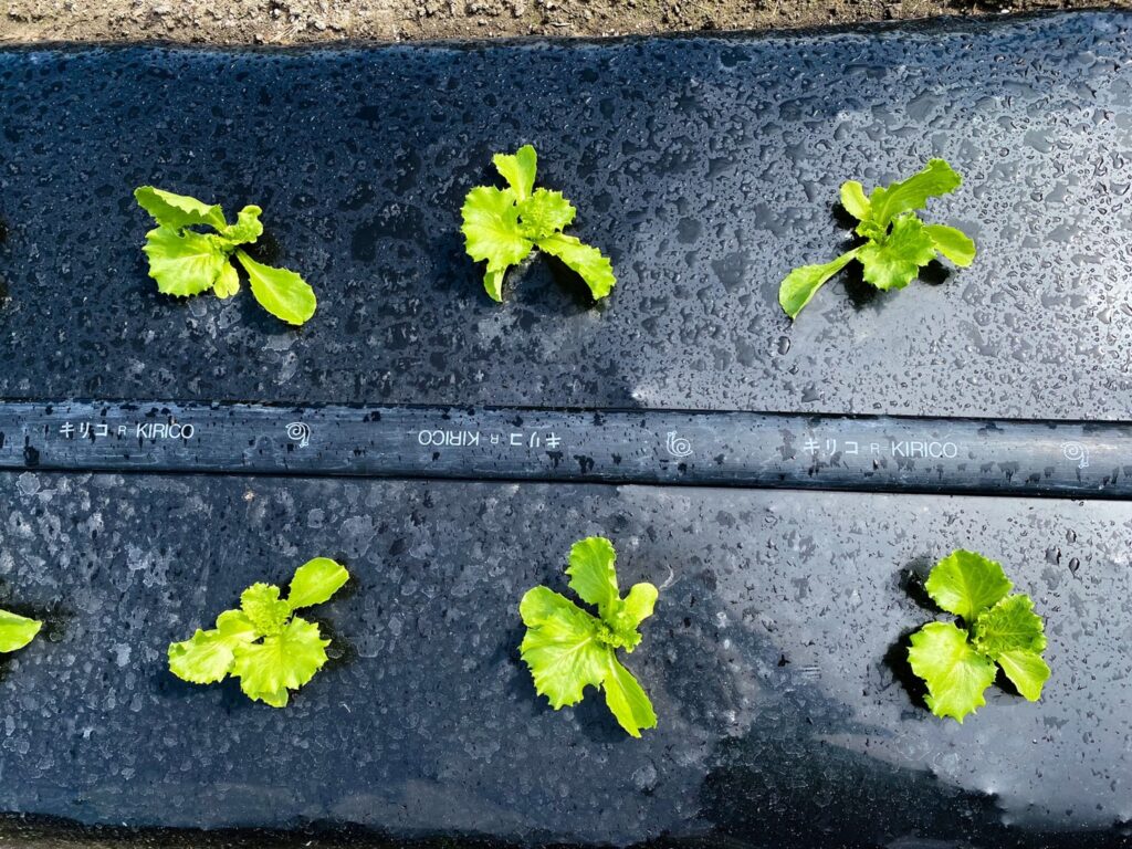 農家の一日 お野菜の水やり編 野口ファーム