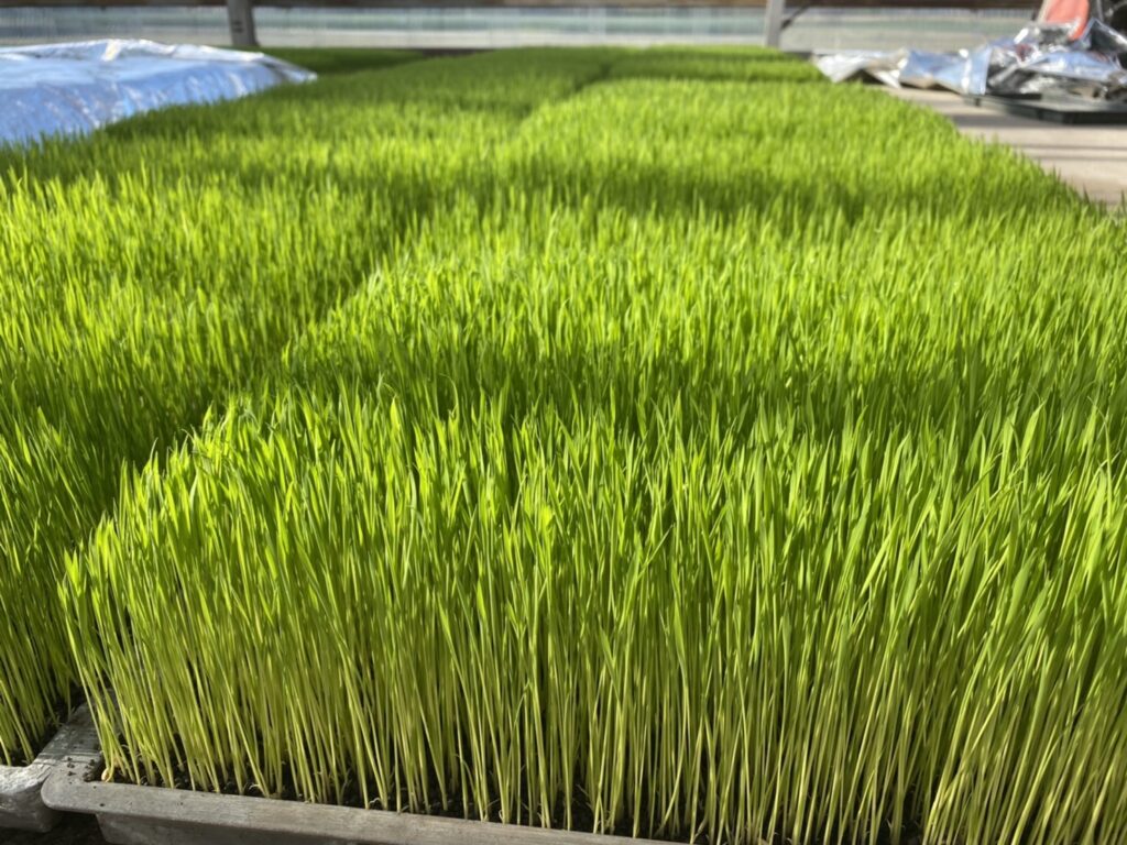 苗箱 田植え 農業 稲作 【公式通販】