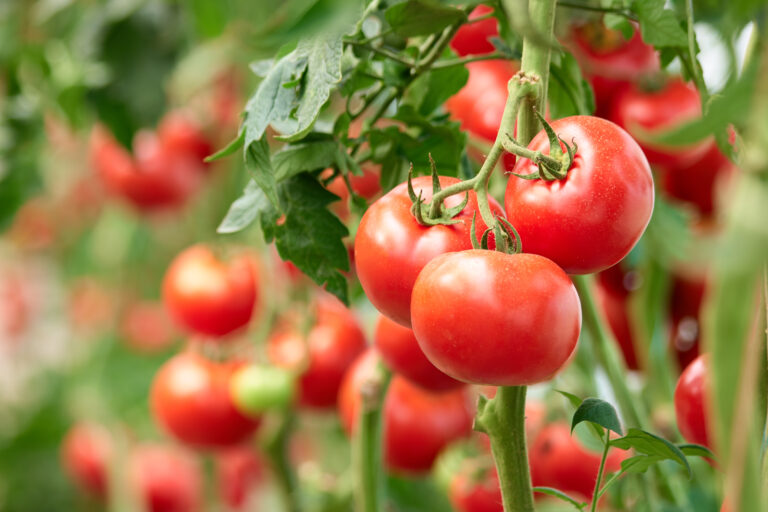 トマト　選び方