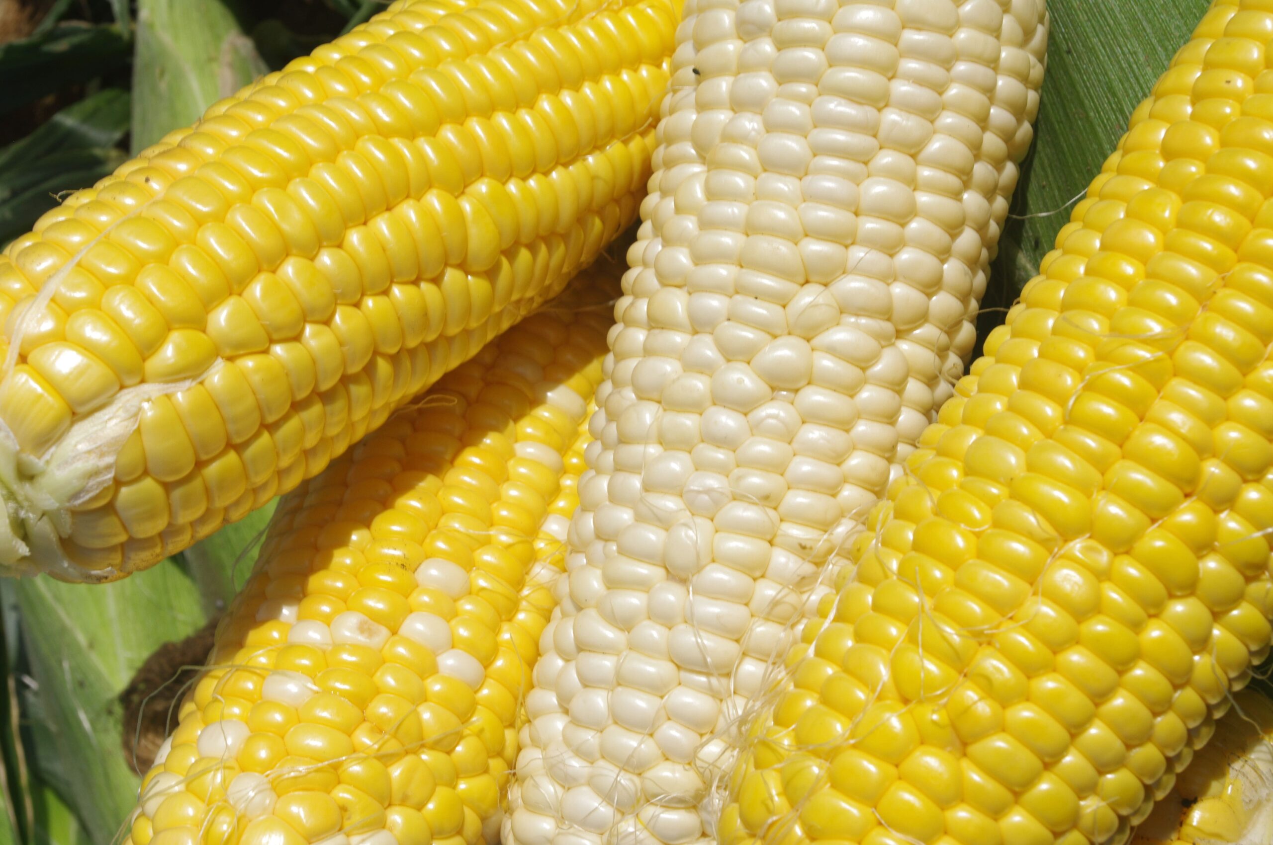 とうもろこしとコーンの違いとは？種類別に異なる点を検証！ – 野口