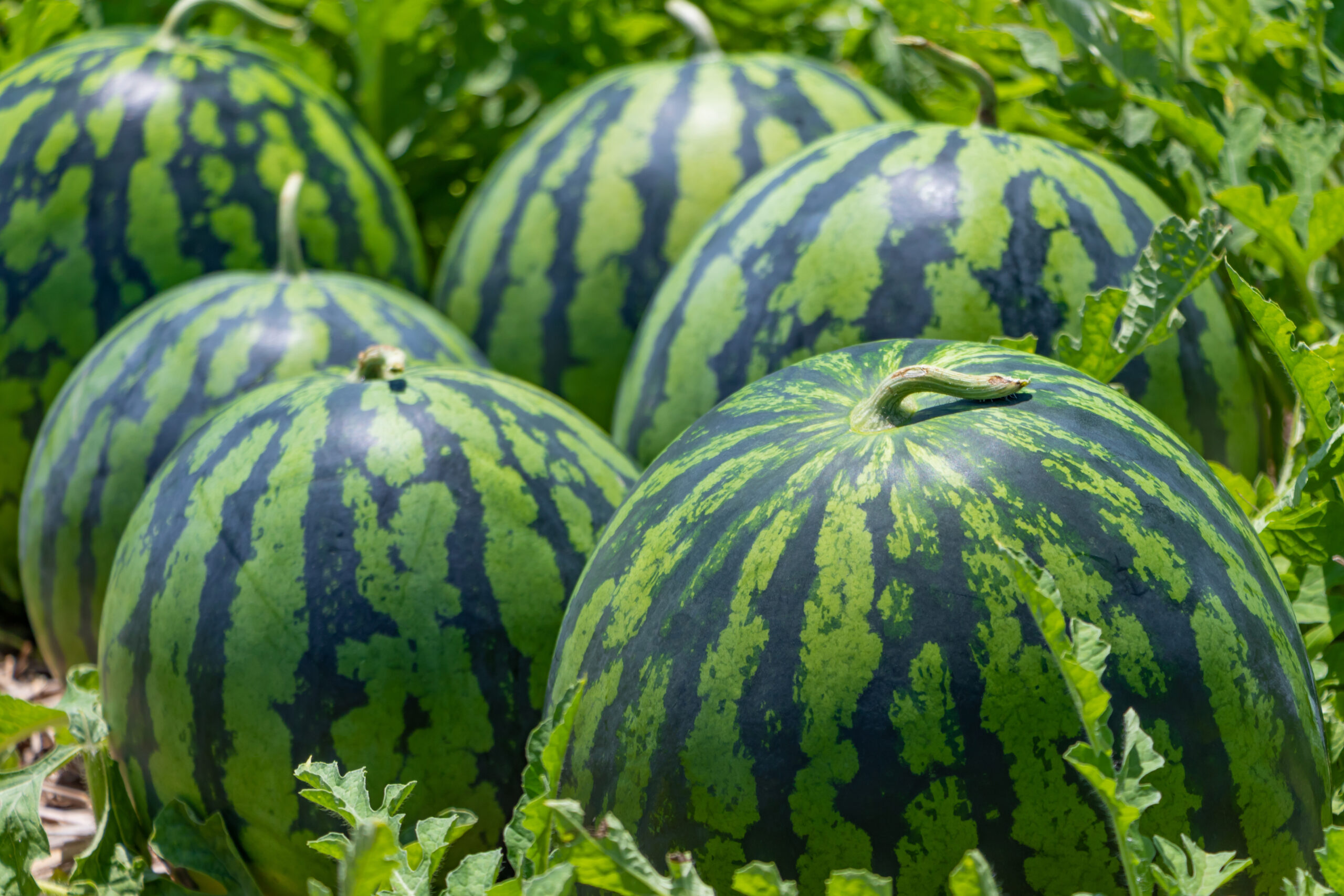 スイカの賞味期限をパターン別に紹介！保存のコツや傷んでいるサインも